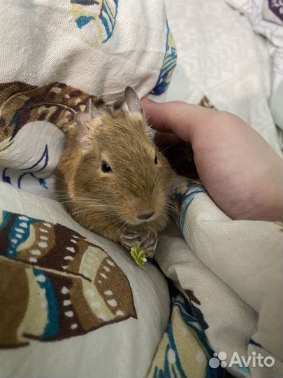 2 белки дегу (девочки) с клеткой