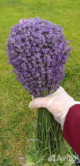Лаванда. Приезжайте набирать самостоятельно)