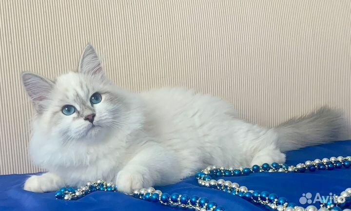 Невские Маскарадные котята, возраст 5 мес