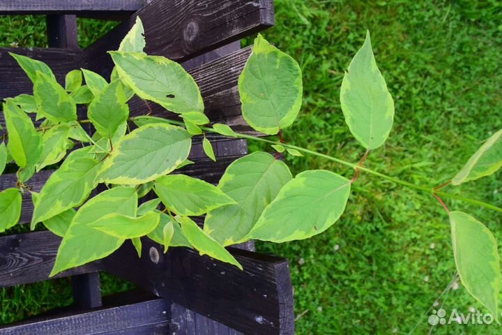 Дерен Гоучаулти