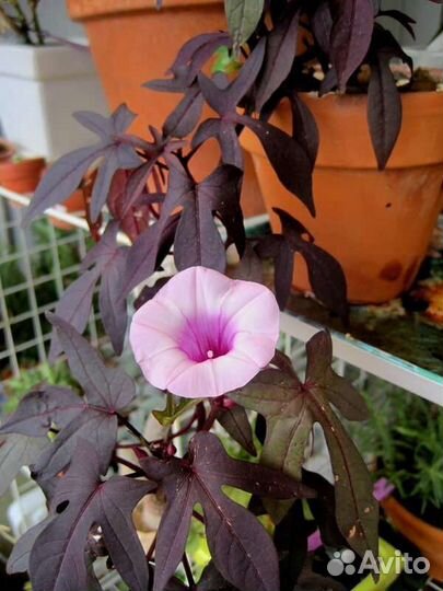 Ипомея батат