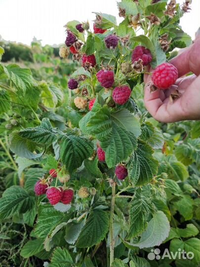 Саженцы малины