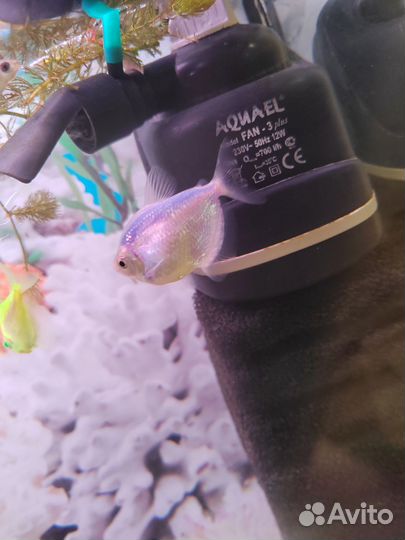 Аквариумные рыбки бесплатно