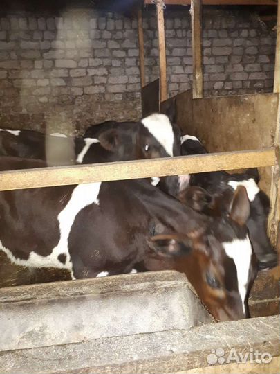 Бычки и телята