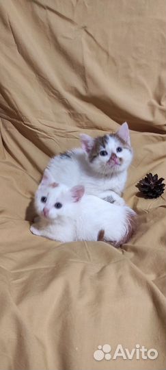 Котята