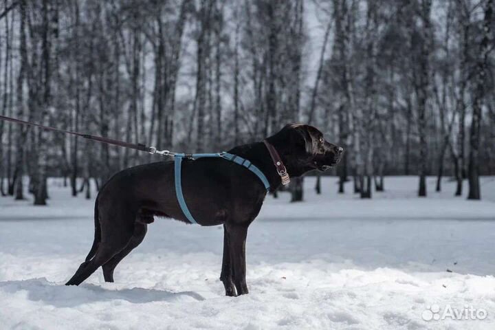 Молодой питбуль ищет дом