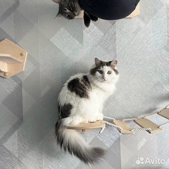 Кошка в добрые руки