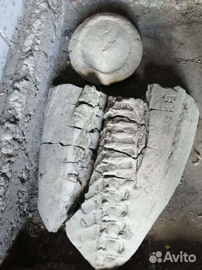 Окаменелости динозавров