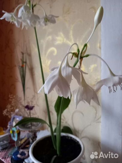Эухарис амазонская лилия