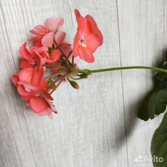 Пеларгония герань