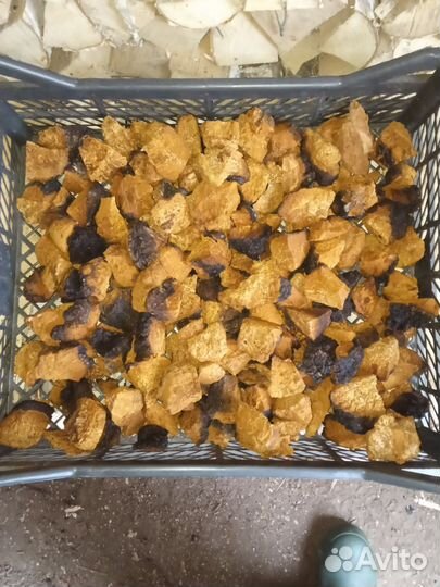 Чага кусковая