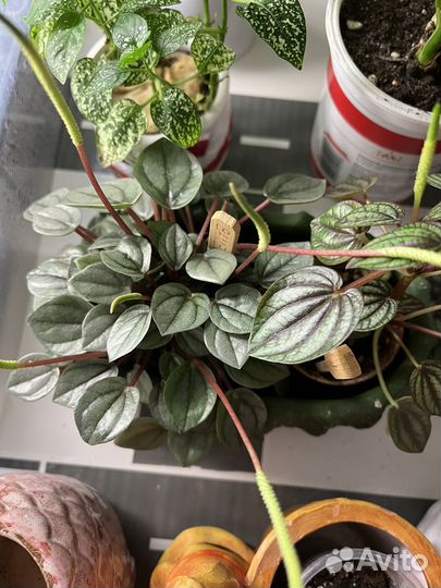 Пеперомия кустик