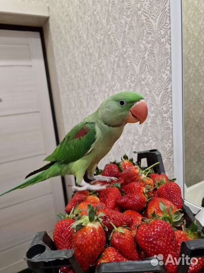 Александрийский попугай