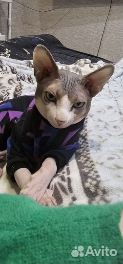 Отдаём в добрые руки