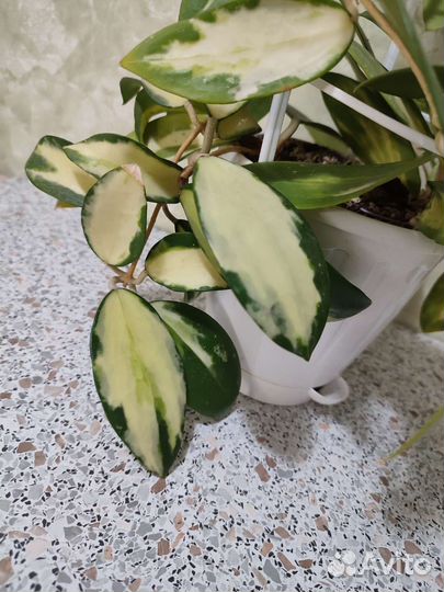 Хойя Вертицилата вар