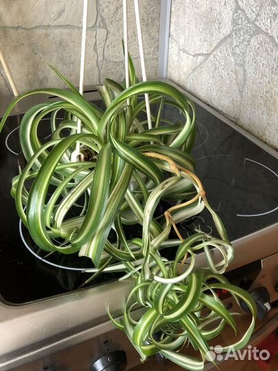 Тилландсия атмосферная