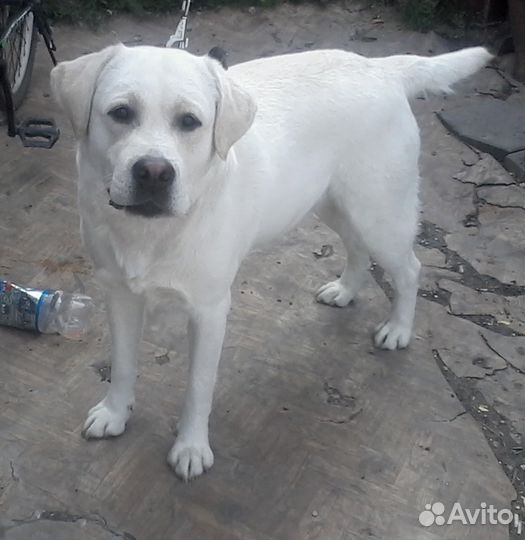 Кобель лабрадора ретривера для вязки