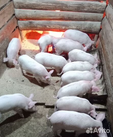 Поросята