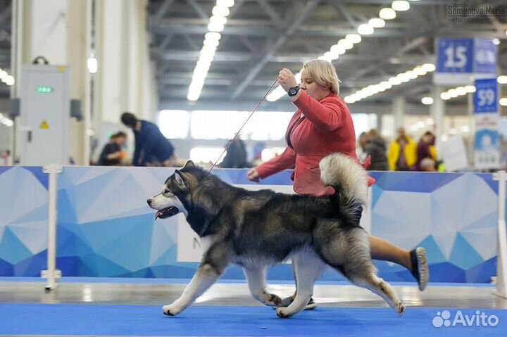 Кобель маламута для вязки