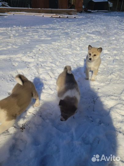 Щенки от зсл