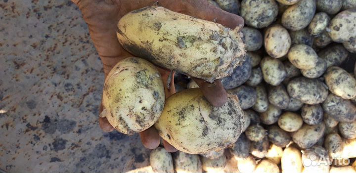Картофелъ на хранение свежийурожай2024гС.Доставкой