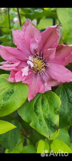 Клематис Литл Мермейд 1 летка