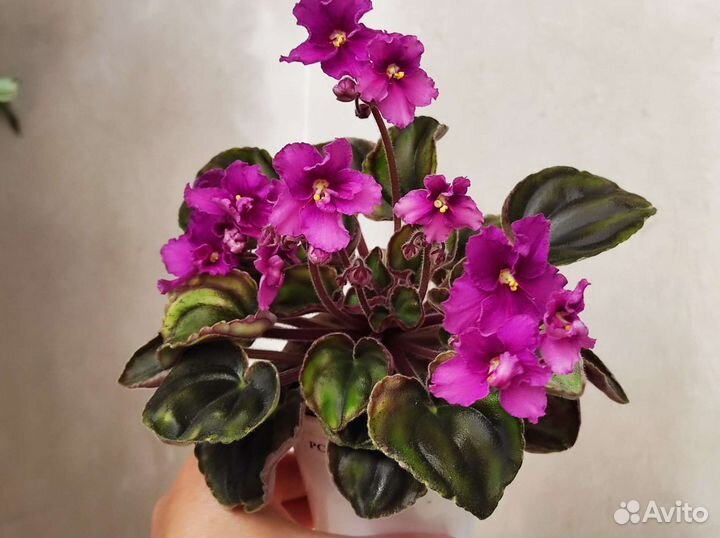 Набор стартеров мини и полумини фиалок