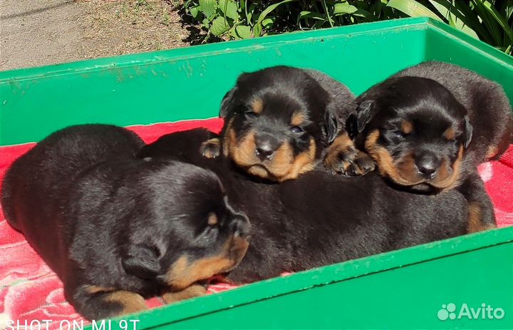 Мальчики и девочки РКФ