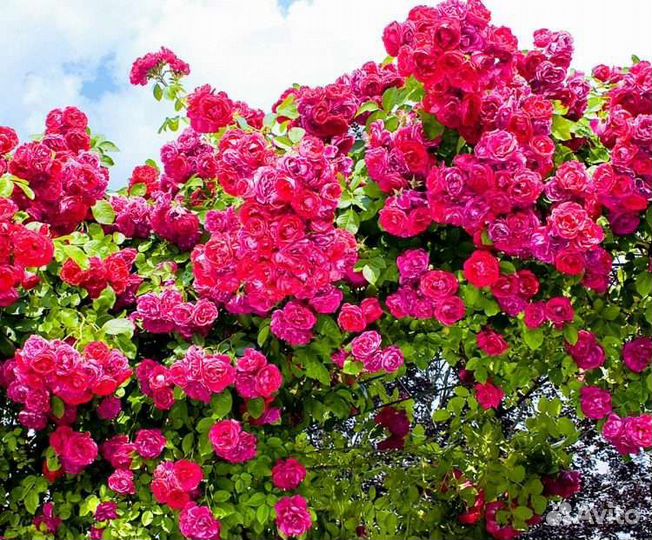 Саженцы роз плетистых