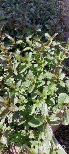 Мята шоколадная