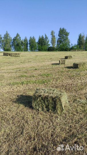 Сено в тюках 2023