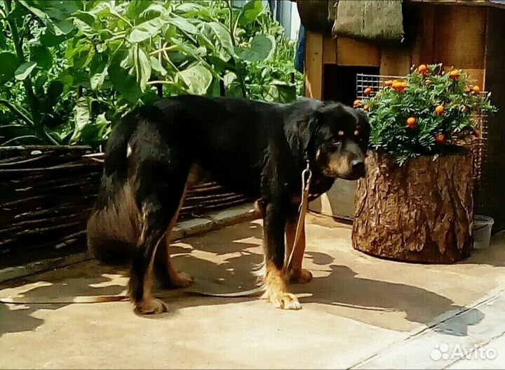 Лечебный пояс из собачьей шерсти