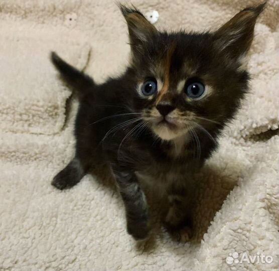 Котята мейн-кун