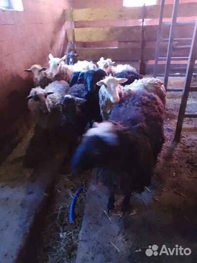 Овцы,бараны,ягнята