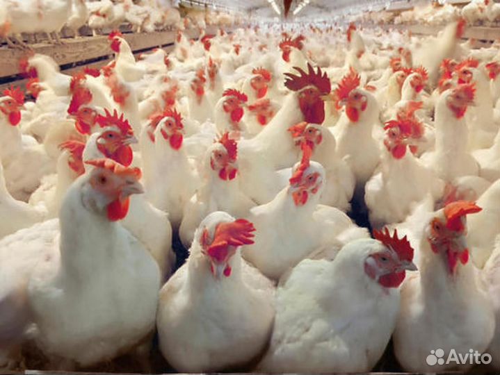 Навесчик птицы / Вахта Невинномысск