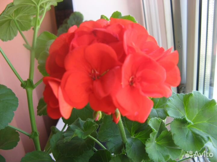 Герань белая и красная (пеларгония зональная)