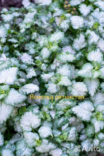 Почвопокровники, седум, камнеломка