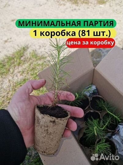 Сеянцы ели европейской зкс