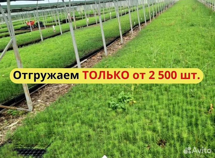 Сеянцы сосны обыкновенной окс