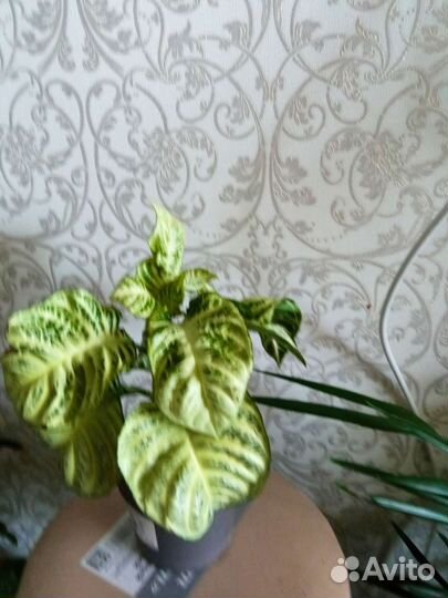 Экзот Афеландра Вайт Вошь