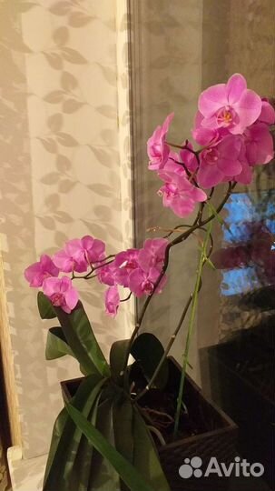 Орхидея