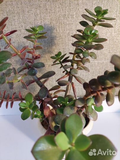 Комнатные растения