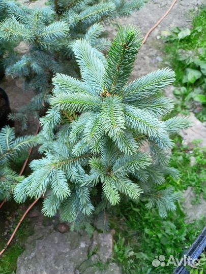 Ель голубая Супер Блю