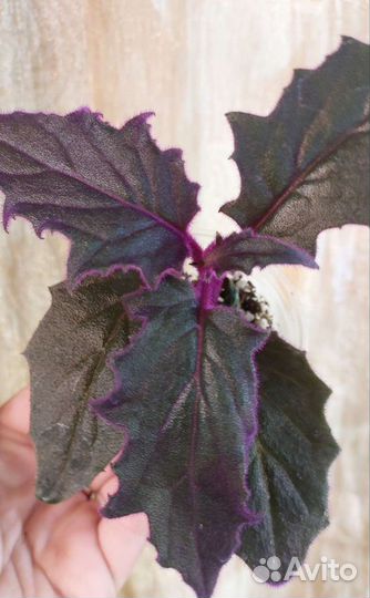 Цветочная смесь