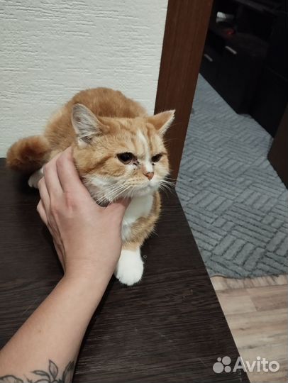 Рыжий котик мальчик