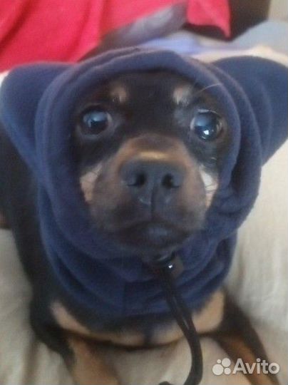 Шапка для собак мелких пород