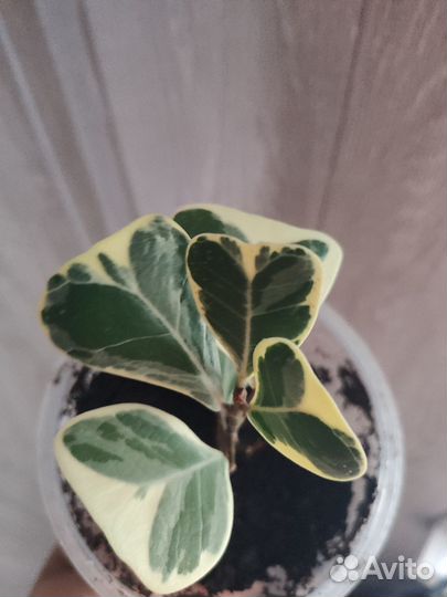 Фикус триангулярис вайт марджин