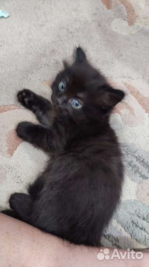 Кошки в добрые руки бесплатно