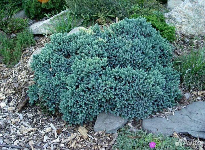 Можжевельник