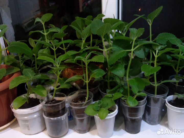 Комнатные растения цветы мята мелисса рассада